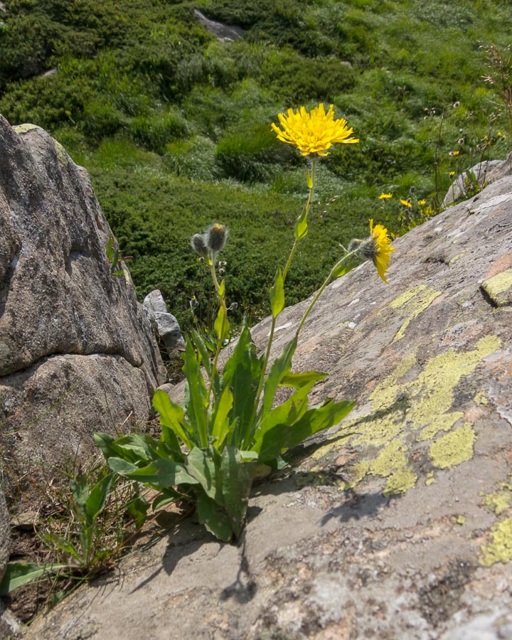 Asteracea in crinale - Hieracium sp.